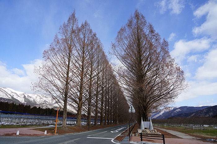 メタセコイア並木の近況を紹介しています／高島市