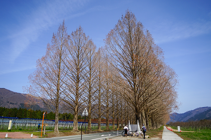 4月2日の正面からのメタセコイア並木の写真