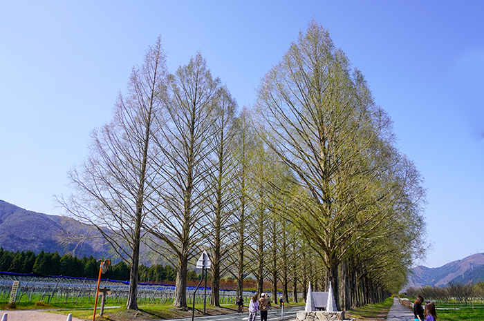 4月14日の正面からのメタセコイア並木の写真