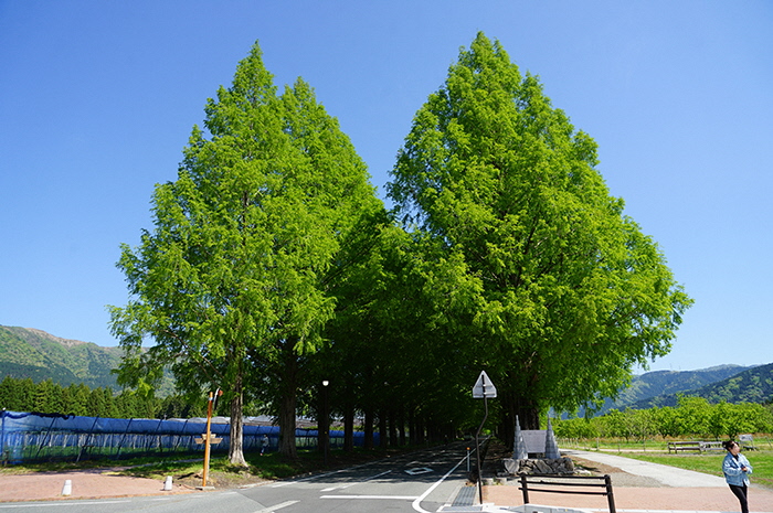 5月8日の正面からのメタセコイア並木の写真
