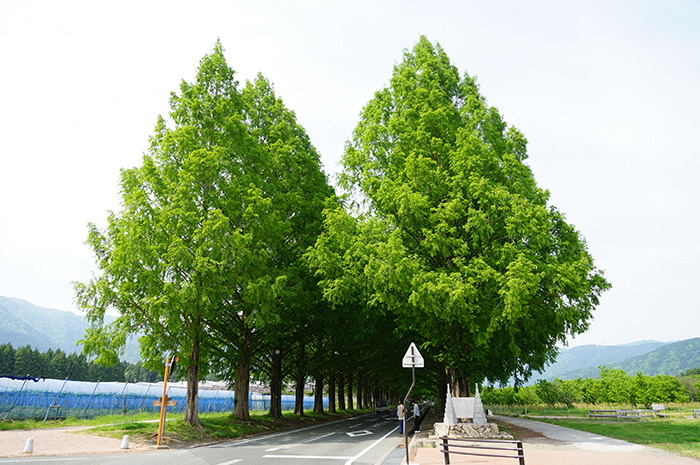 5月15日の正面からのメタセコイア並木の写真