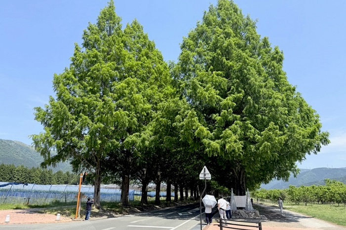 5月19日の正面からのメタセコイア並木の写真