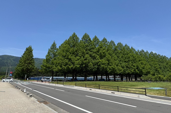 5月19日の横からのメタセコイア並木の写真