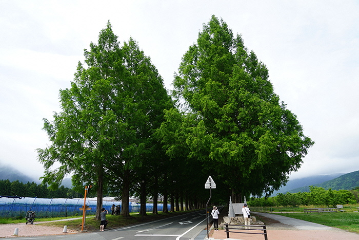 5月22日の正面からのメタセコイア並木の写真