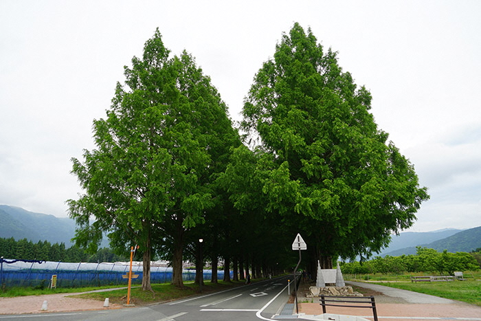 5月29日の横からのメタセコイア並木の写真