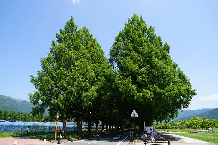 6月5日の正面からのメタセコイア並木の写真