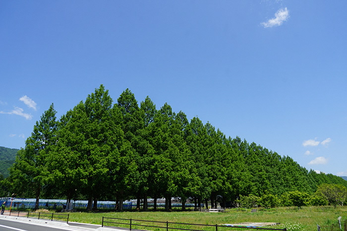 6月5日の横からのメタセコイア並木の写真