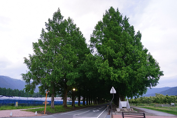 6月16日の正面からのメタセコイア並木の写真