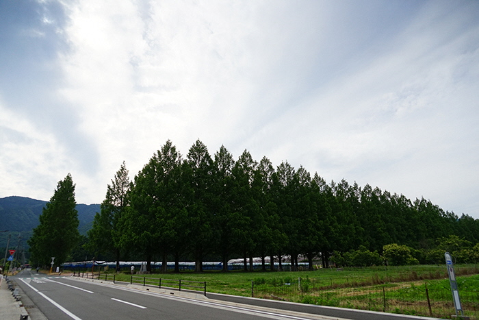 6月19日の横からのメタセコイア並木の写真