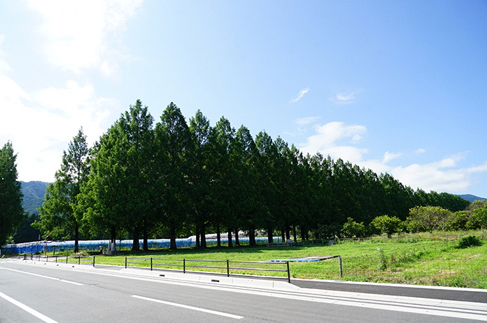 6月26日の横からのメタセコイア並木の写真