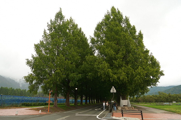 9月18日の正面からのメタセコイア並木の写真