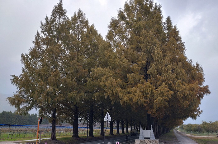 11月10日の正面からのメタセコイア並木の写真