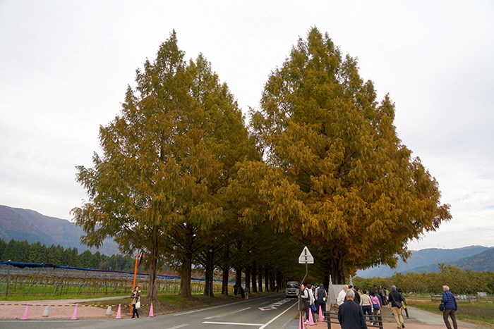 11月13日の正面からのメタセコイア並木の写真