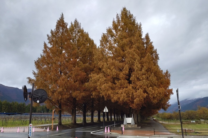 11月26日の正面からのメタセコイア並木の写真