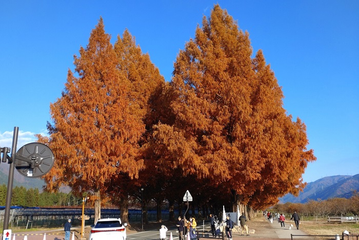 12月1日の正面からのメタセコイア並木の写真