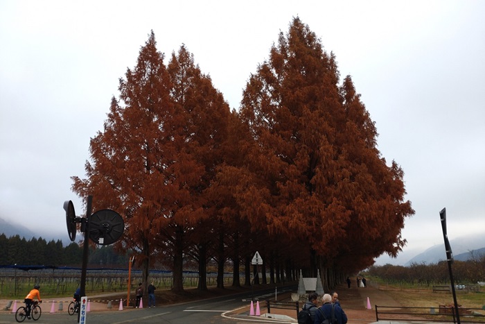 12月8日の正面からのメタセコイア並木の写真