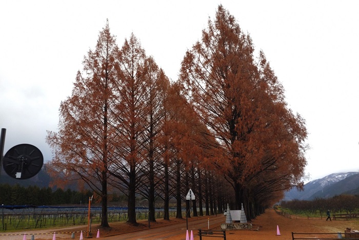 12月15日の正面からのメタセコイア並木の写真