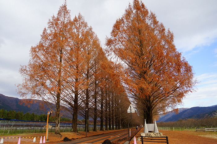 12月18日の正面からのメタセコイア並木の写真