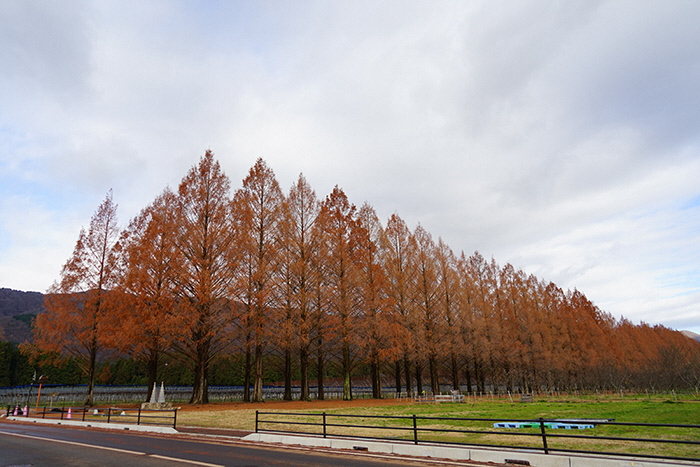 12月18日の横からのメタセコイア並木の写真