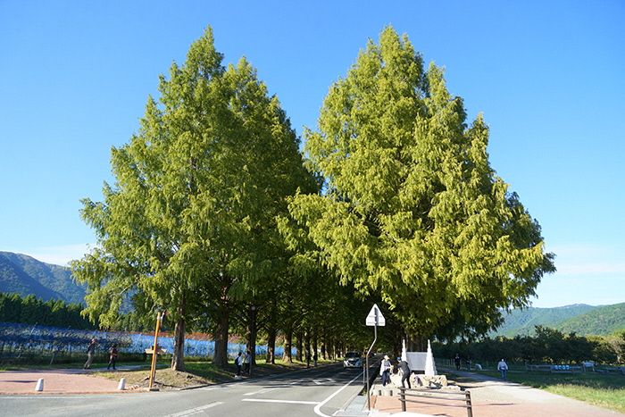 10月10日の正面からのメタセコイア並木の写真