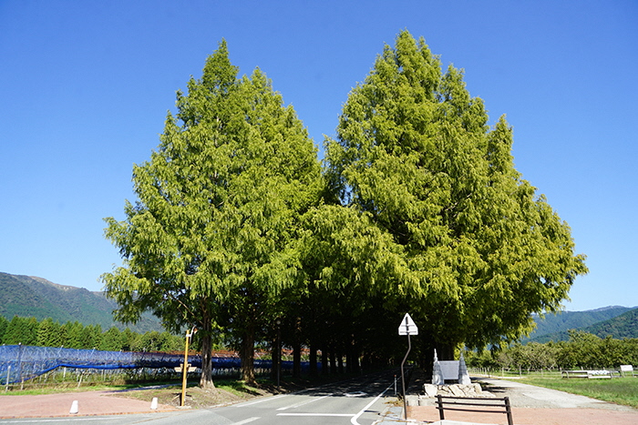 10月17日の正面からのメタセコイア並木の写真