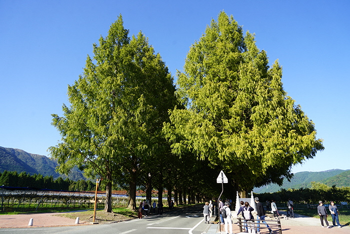 10月23日の正面からのメタセコイア並木の写真