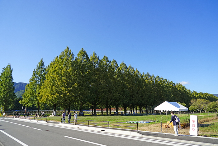 10月23日の横からのメタセコイア並木の写真