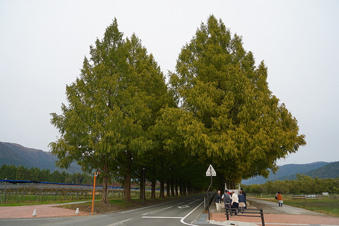 10月31日の正面からのメタセコイア並木の写真