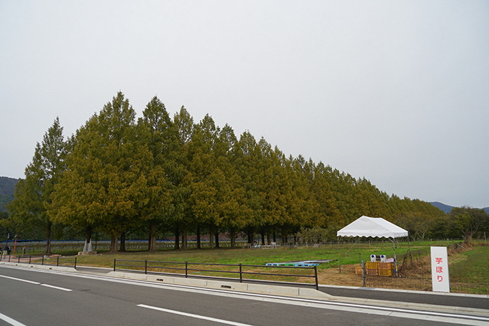 10月31日の横からのメタセコイア並木の写真