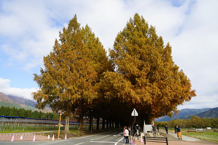 11月20日の正面からのメタセコイア並木の写真