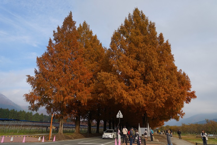 11月27日の正面からのメタセコイア並木の写真