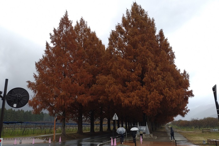 12月3日の正面からのメタセコイア並木の写真