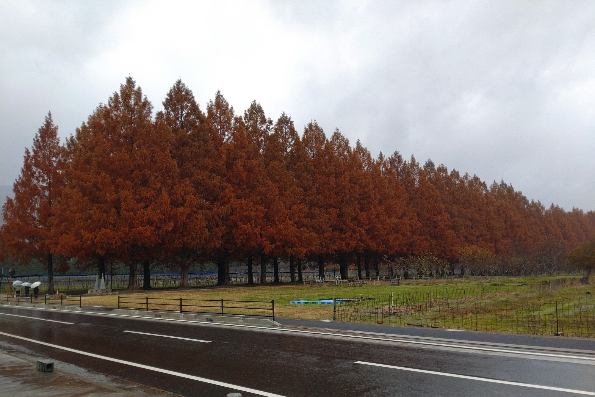12月3日の横からのメタセコイア並木の写真
