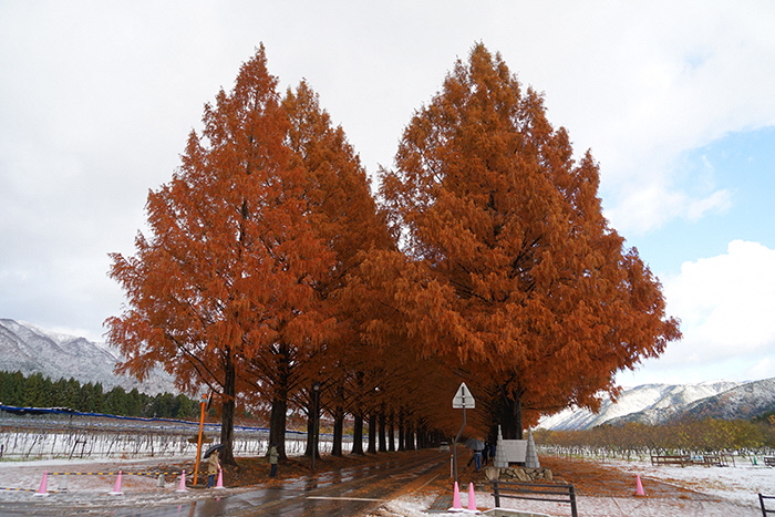 12月4日の正面からのメタセコイア並木の写真