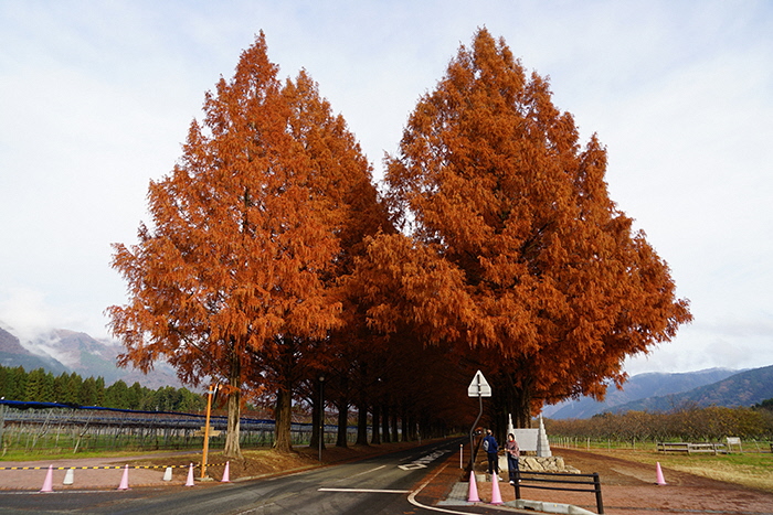 12月11日の正面からのメタセコイア並木の写真