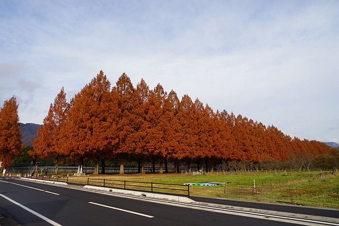 12月11日の横からのメタセコイア並木の写真
