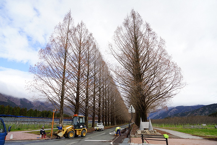 3月26日の正面からのメタセコイア並木の写真