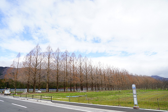 3月26日の横からのメタセコイア並木の写真