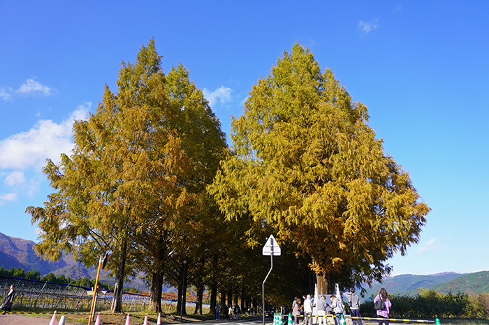 11月17日の正面からのメタセコイア並木の写真
