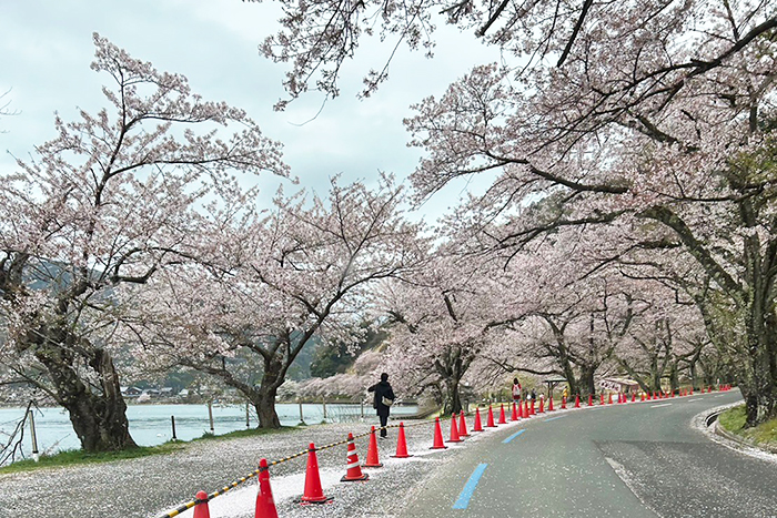 4月6日(海津大崎入り口付近)の桜