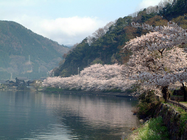 海津大崎の桜