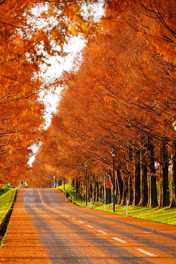 紅葉（12月）の赤茶色に紅葉したメタセコイア並木の様子を並木の中央から撮影した写真