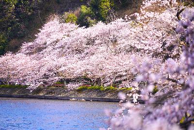 海津大崎の桜