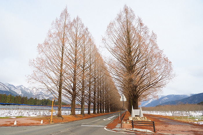 1月7日の正面からのメタセコイア並木の写真