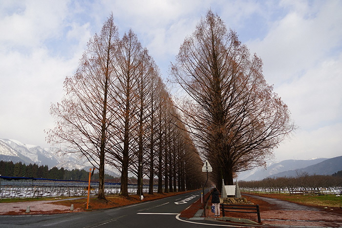 1月16日の正面からのメタセコイア並木の写真