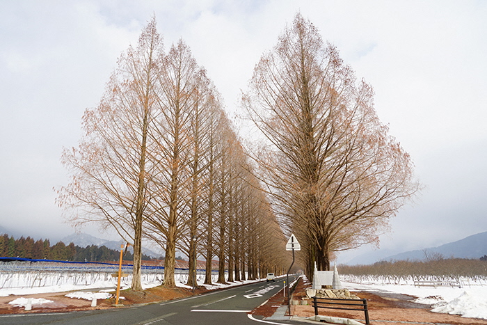メタセコイア並木の近況を紹介しています／高島市