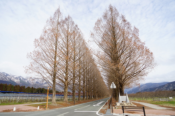 2月27日の正面からのメタセコイア並木の写真
