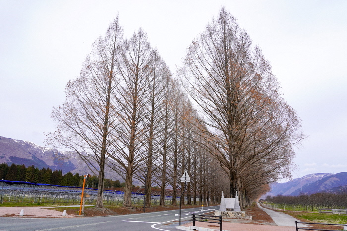 3月13日の正面からのメタセコイア並木の写真