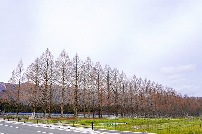 3月13日の横からのメタセコイア並木の写真