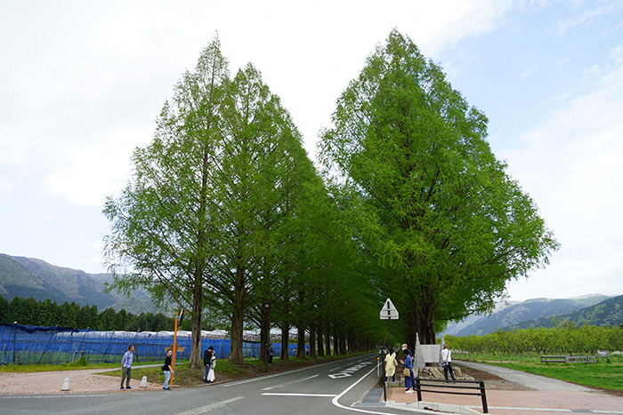 4月20日の正面からのメタセコイア並木の写真
